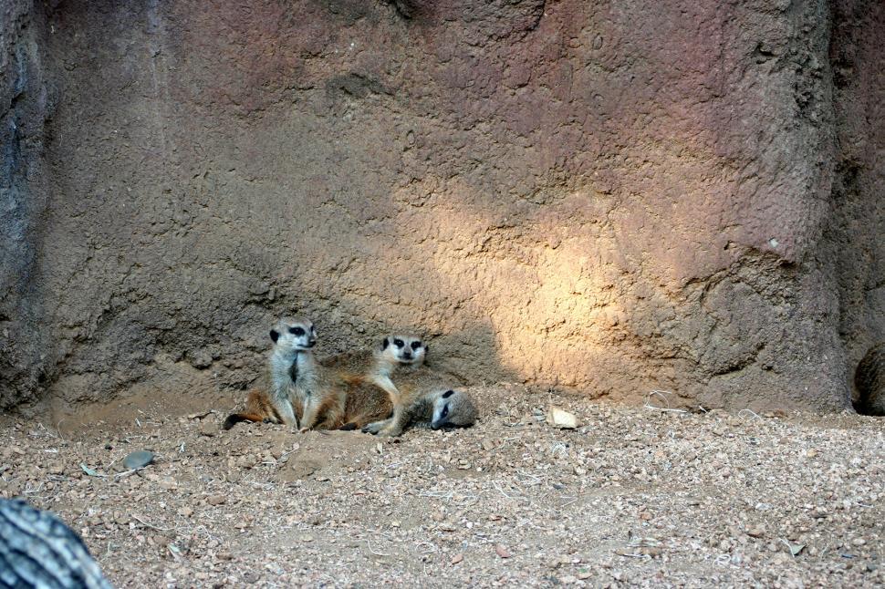 Free Image of Meerkat Family 