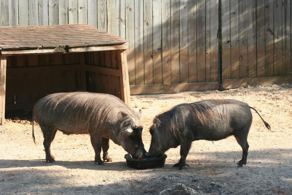 Free Image of Pair of Warthogs 