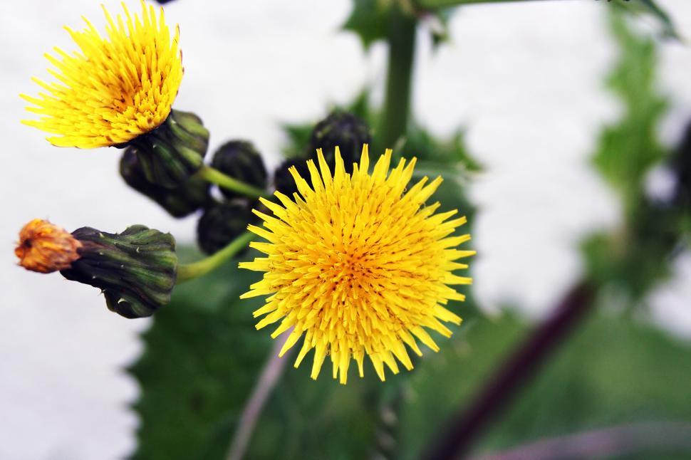 Free Image of Yellow Dandelion 