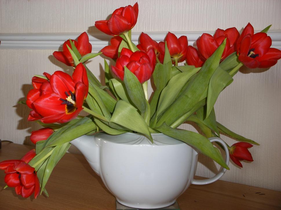 Free Image of Tulips 