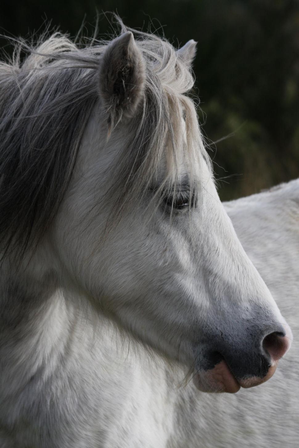 Free Image of Two Horses Gracefully Galloping 