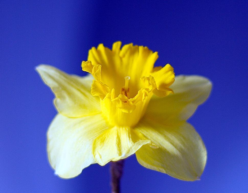 Free Image of Daffodil 