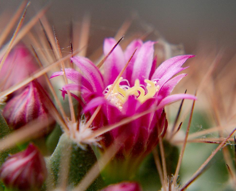 Free Image of Cactus flower 