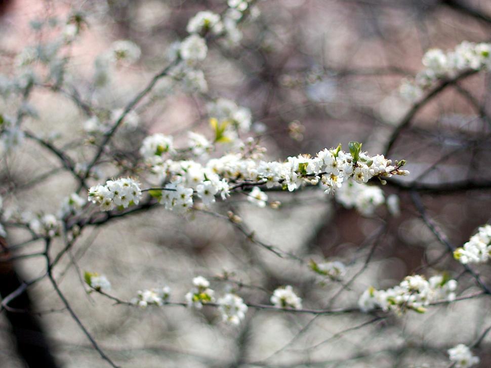 Free Image of Plum flowers detail 