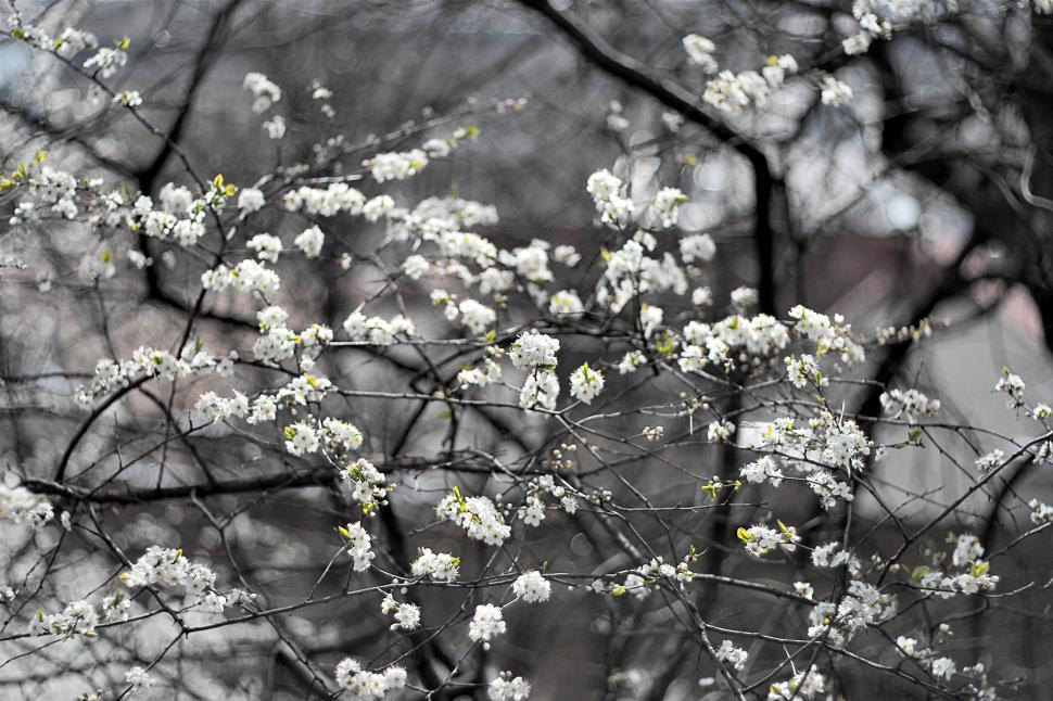 Free Image of Plum tree 