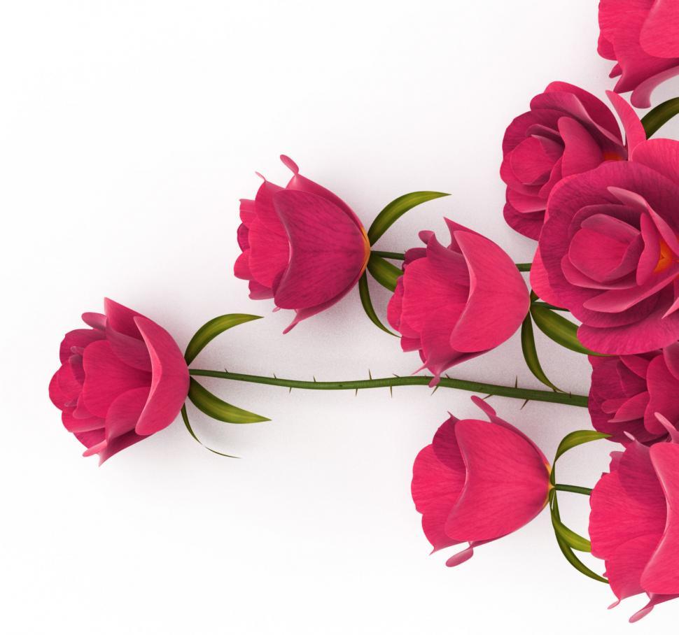 Free Image of Love Roses Represents Passion Romance And Dating 