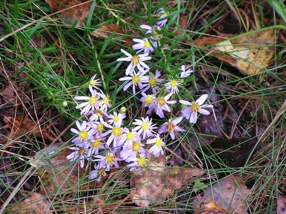 Free Image of Wildflowers 
