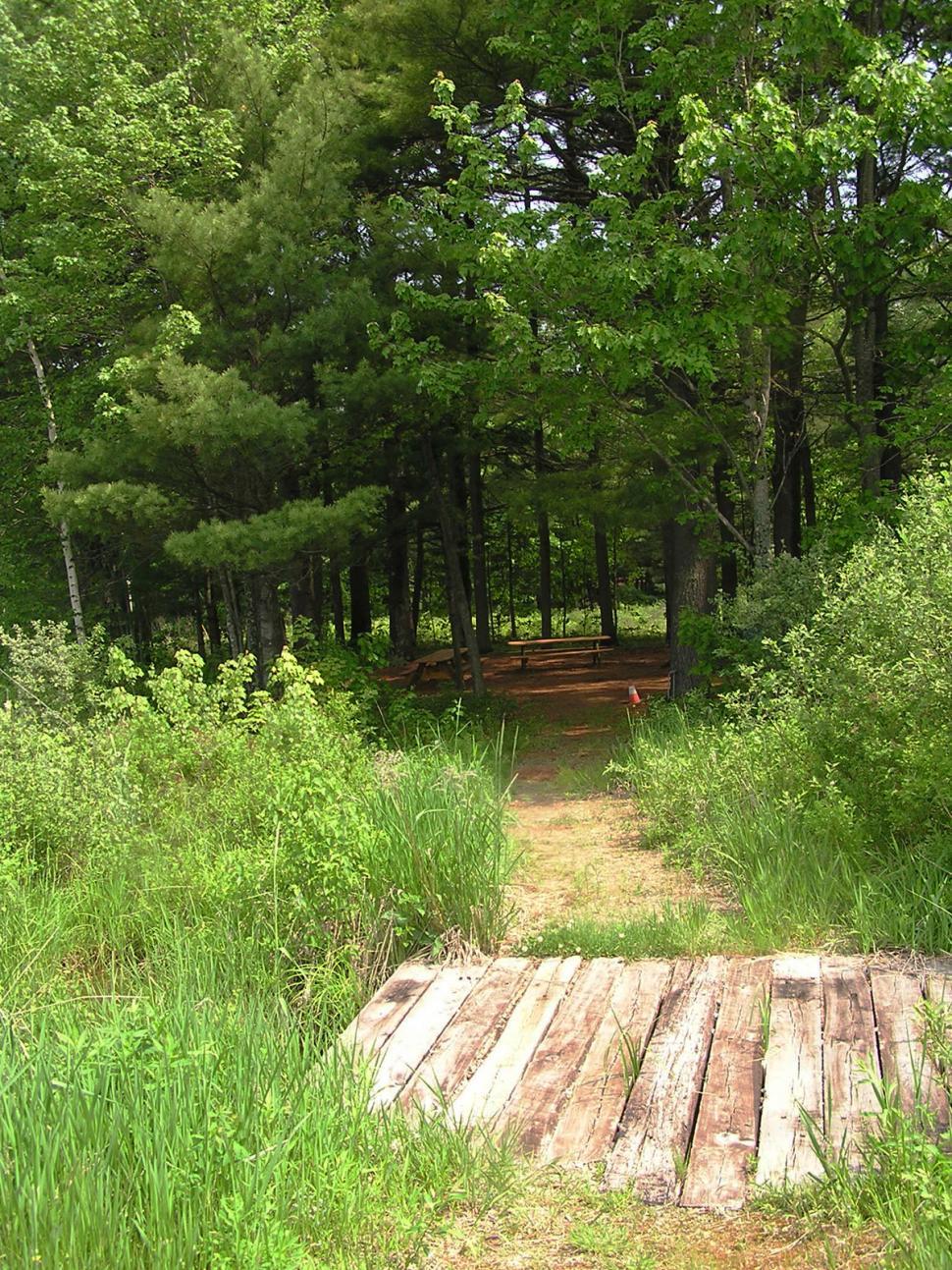 Free Image of Forest path 