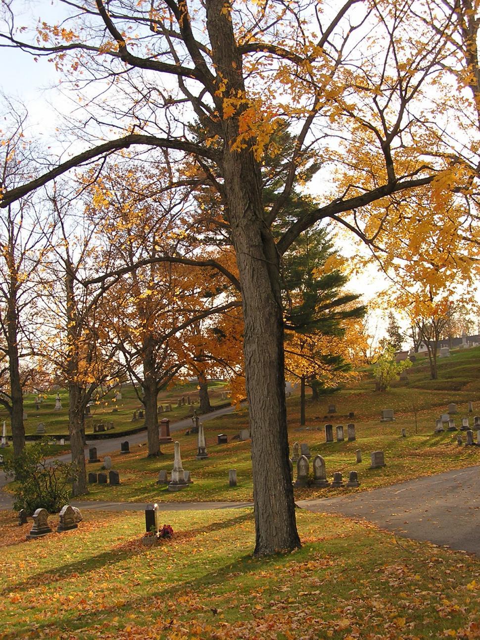 Free Image of Oak tree in the cemetery 