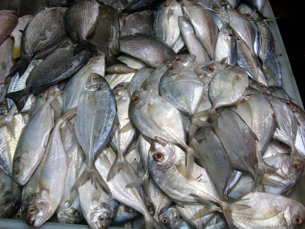 Free Image of Fresh Fish Stall 