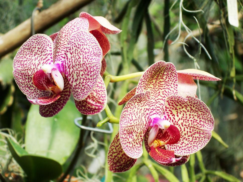 Free Image of Flowers 