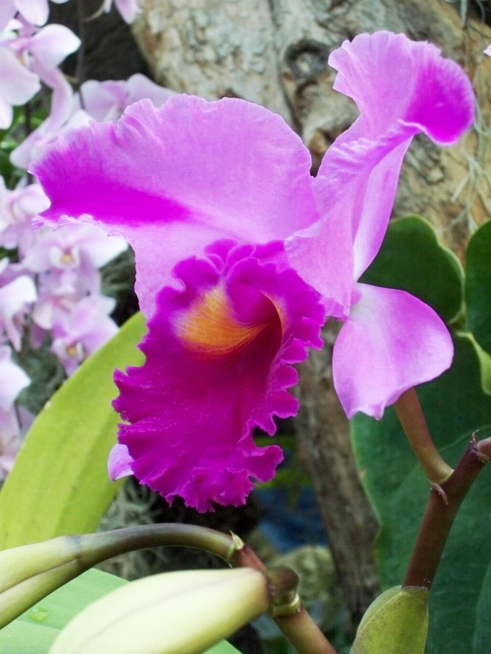 Free Image of Close Up of a Pink Flower on a Plant 