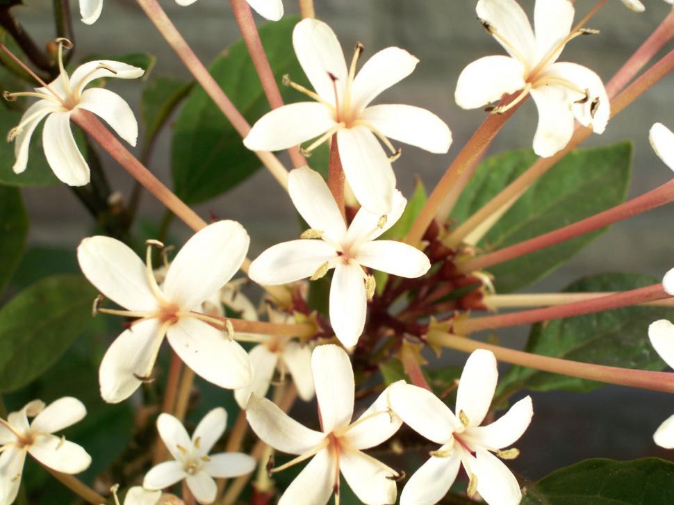 Free Image of Close Up of a Bunch of White Flowers 
