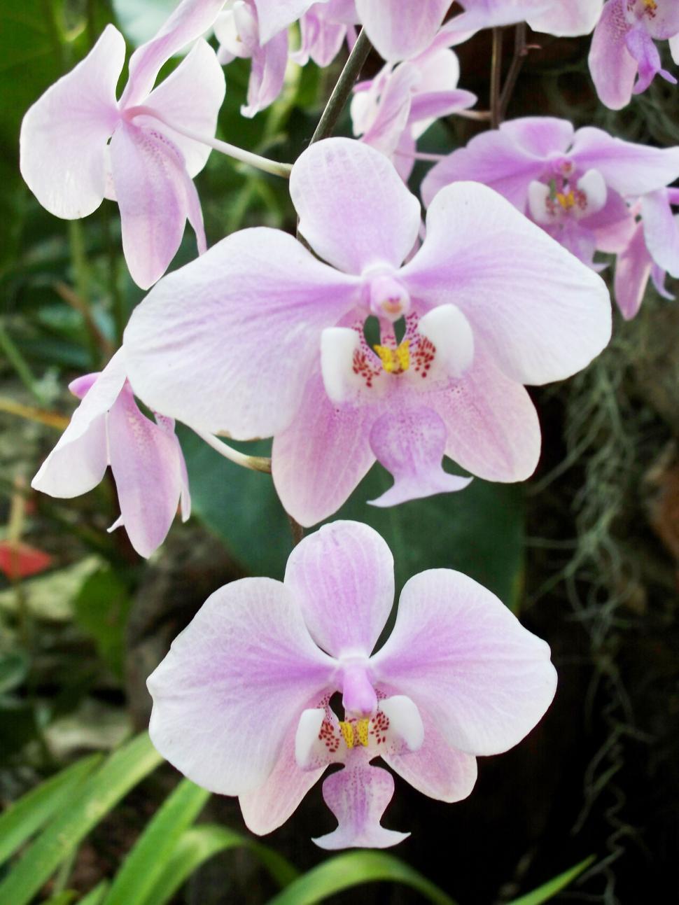 Free Image of Purple Orchids 