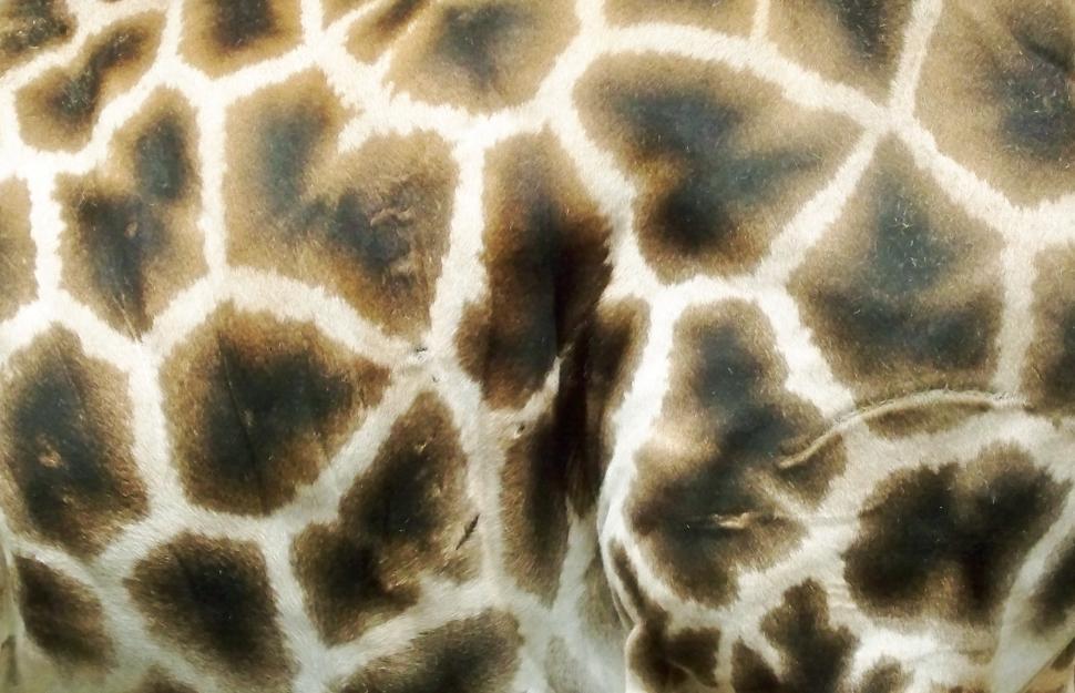 Free Image of Giraffe Print 