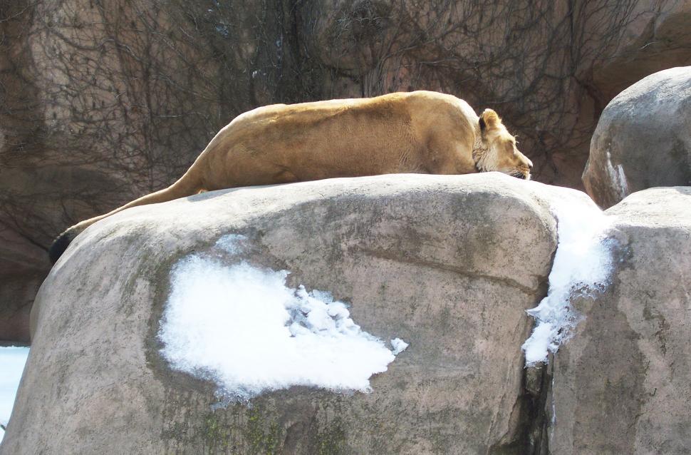 Free Image of Sleeping Lioness 