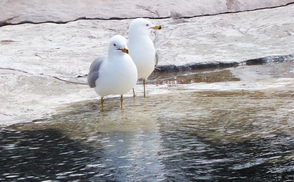 Free Image of Seagulls 