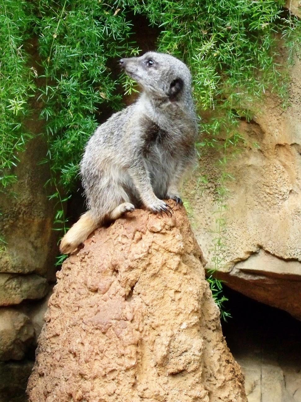 Free Image of Meercat 