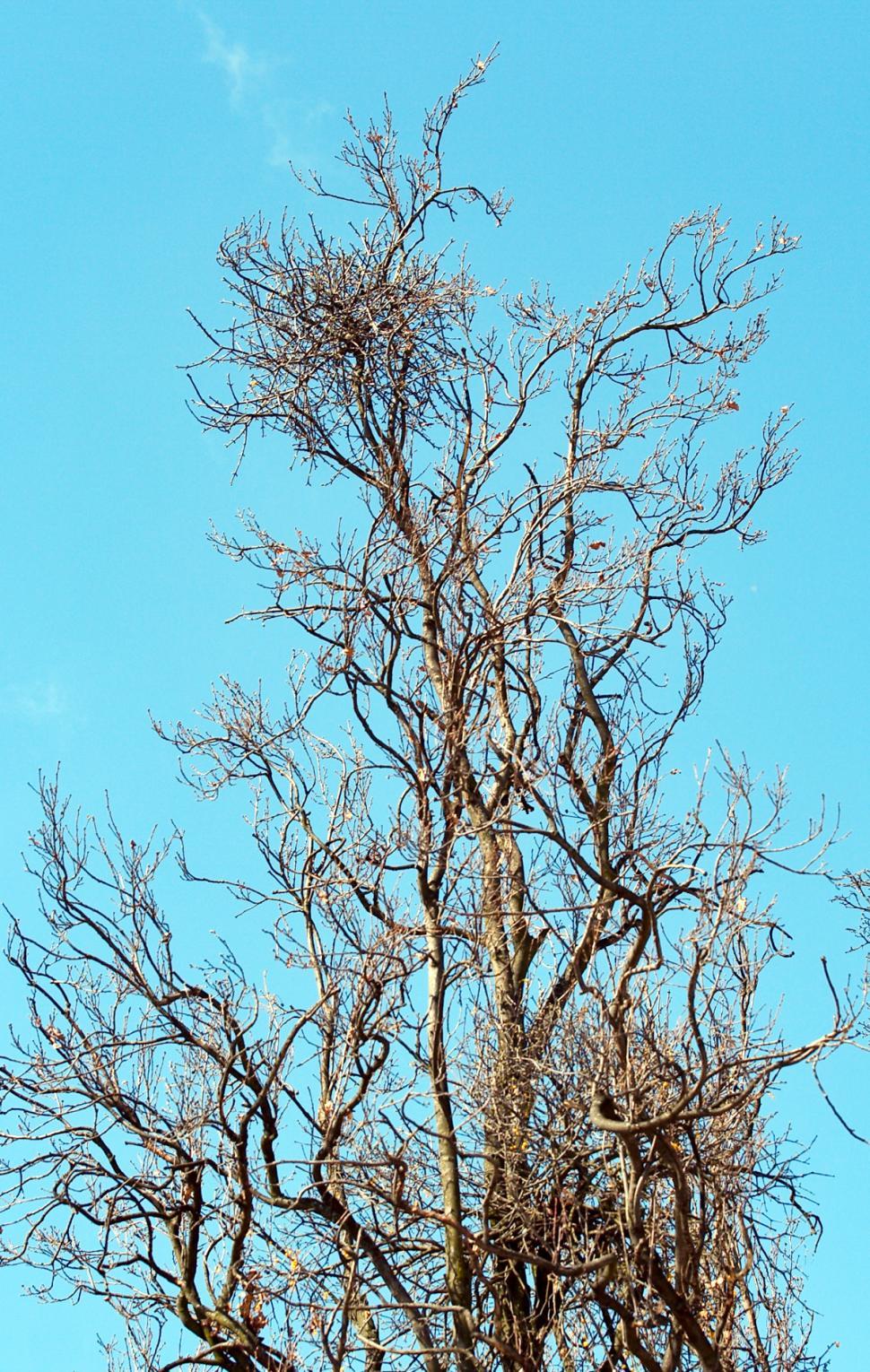 Free Image of Tree branches 