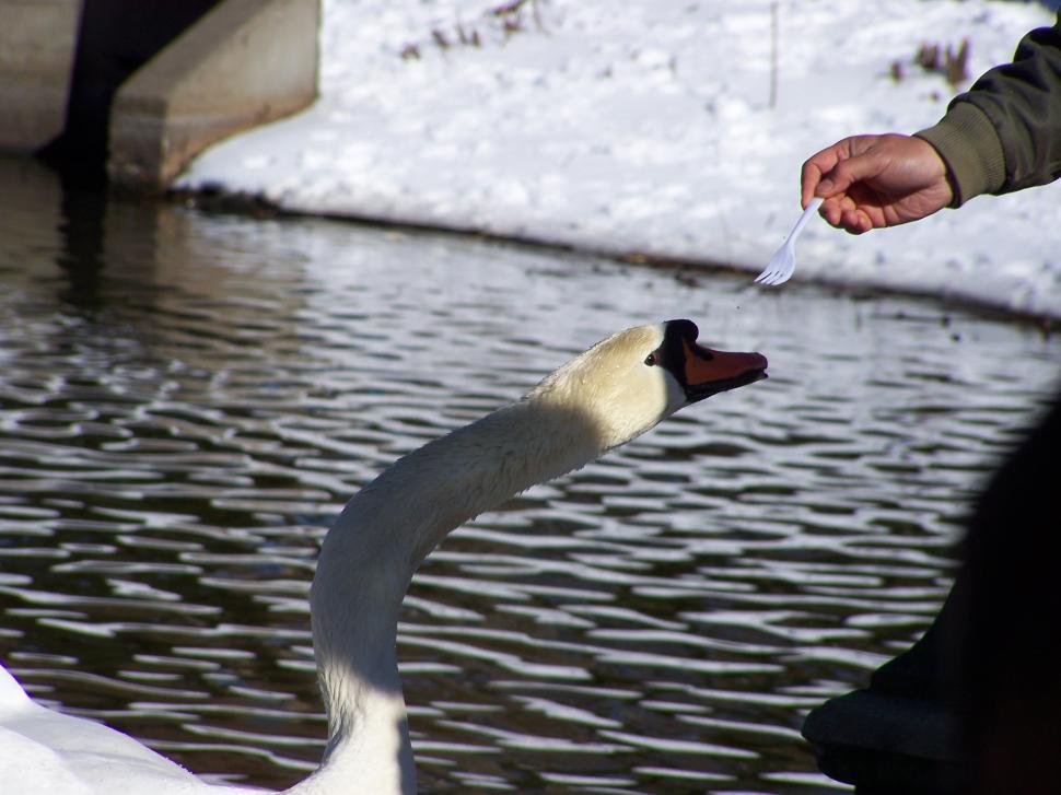 Free Image of Feeding Time 