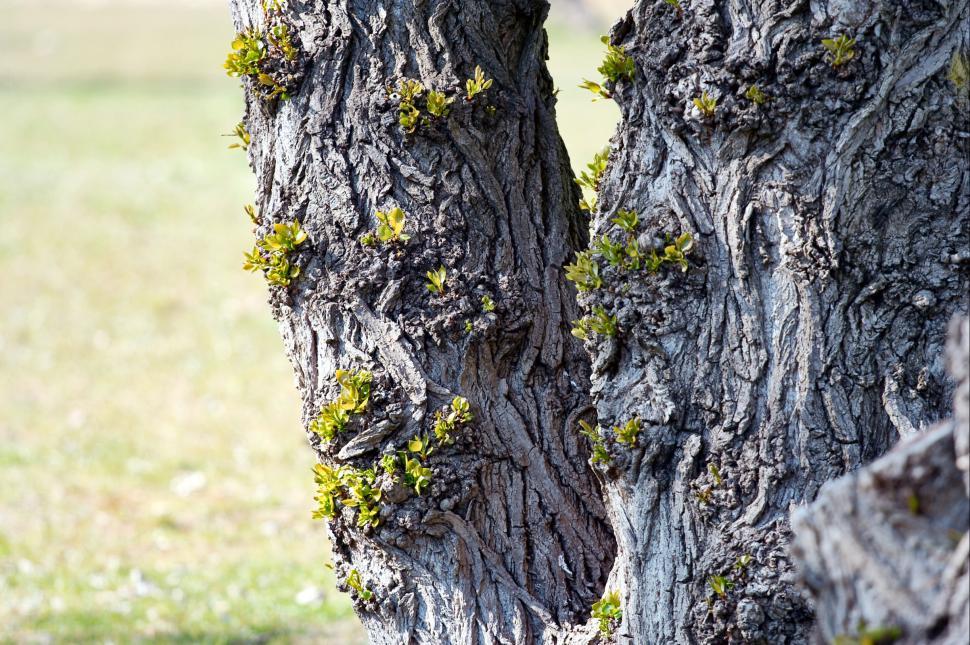 Free Image of Spring tree 