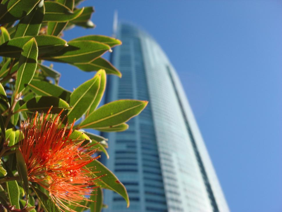 Free Image of City Flower 