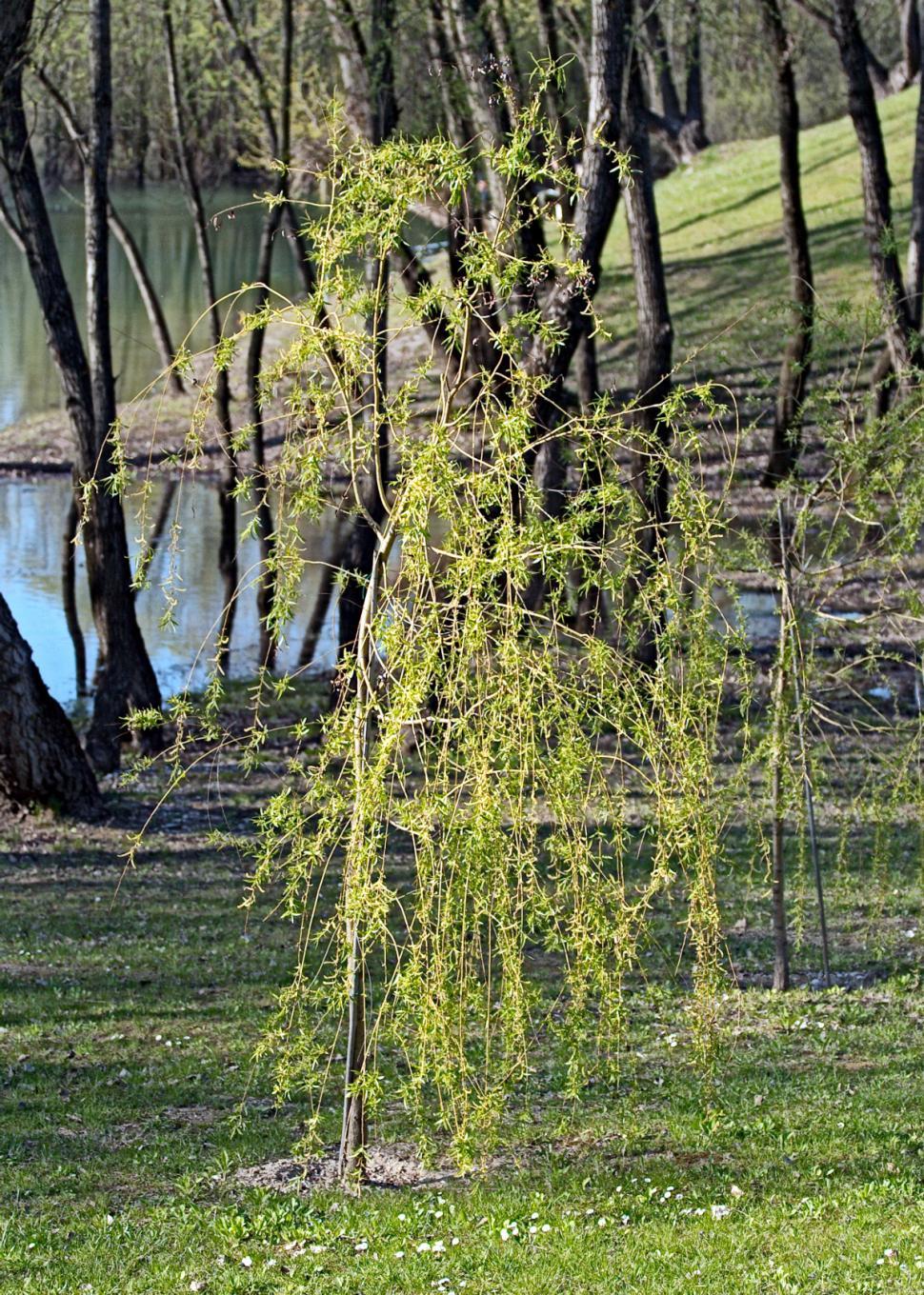 Free Image of Young tree 