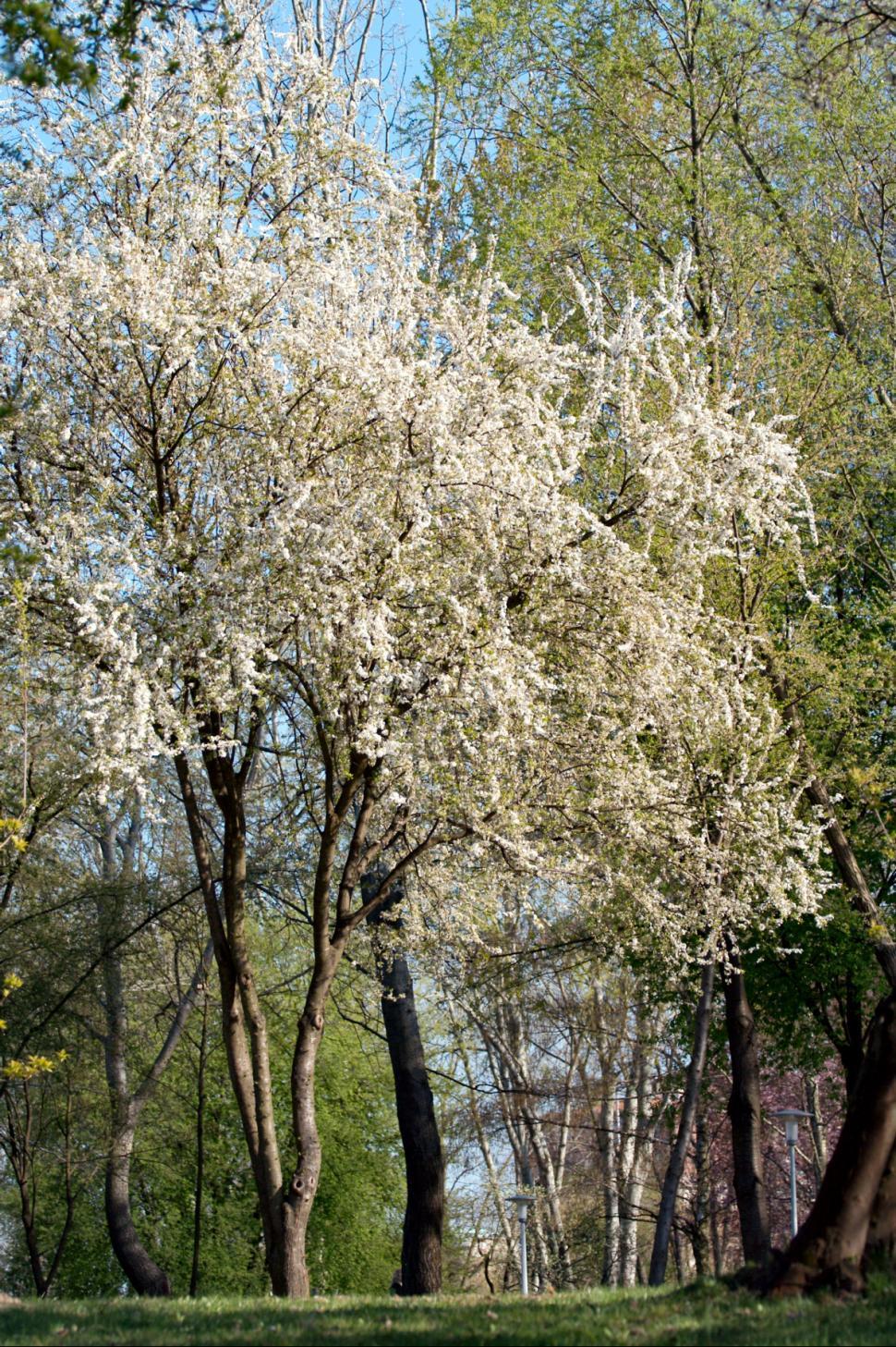 Free Image of Small tree 