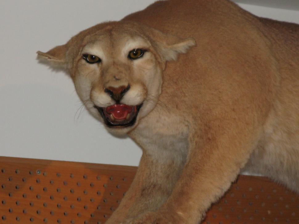 Free Image of Big Cat 
