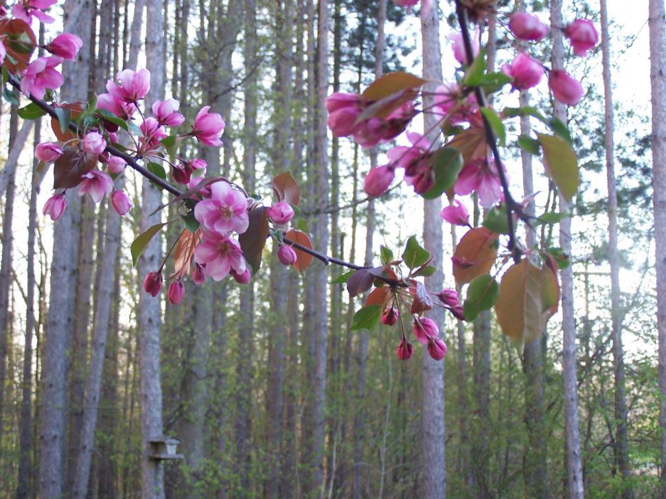 Free Image of Blossoms 