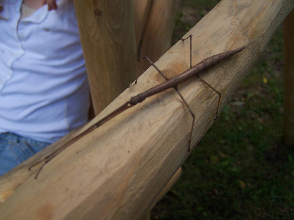 Free Image of Walking Stick 