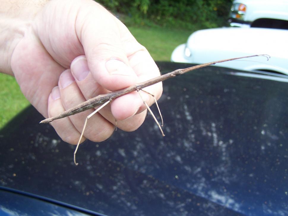 Free Image of Walking Stick in hand 