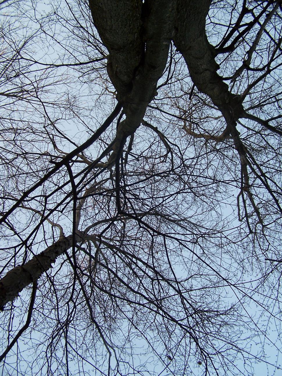 Free Image of Woods 