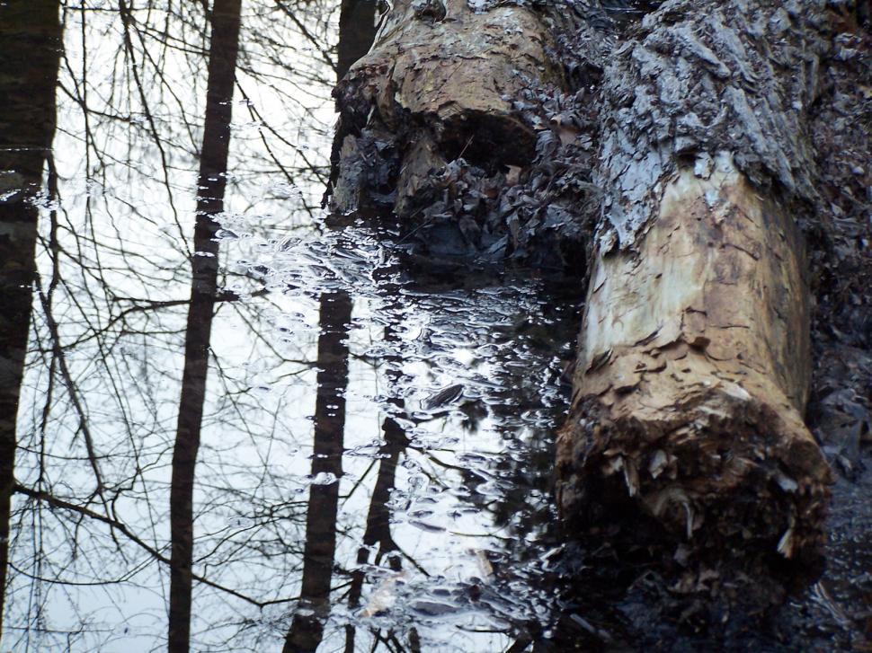 Free Image of Woods 