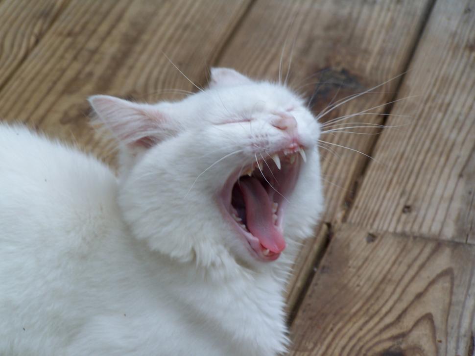 Free Image of Kitty 