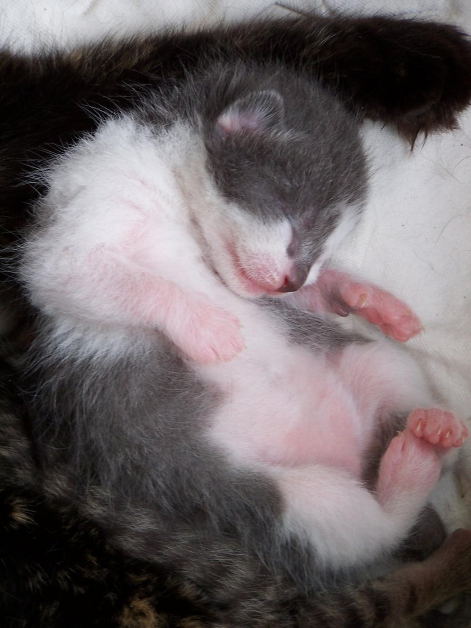Free Image of Kitty 