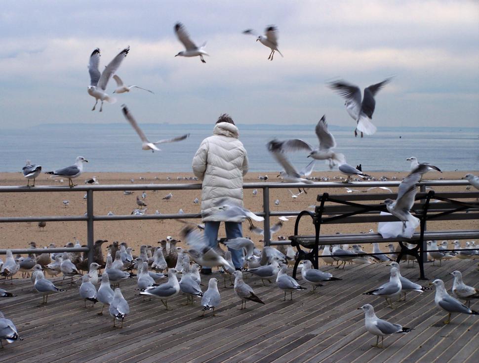 Free Image of Birds Surround 