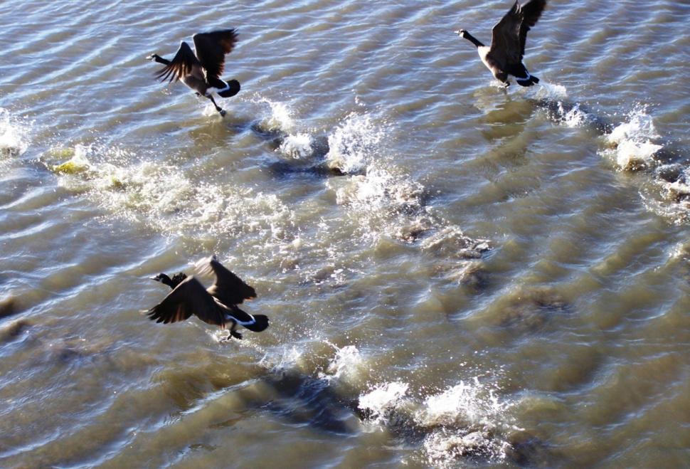 Free Image of Taking Off 