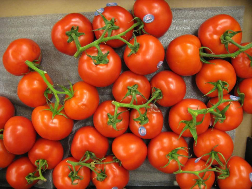 Free Image of Tomatoes 