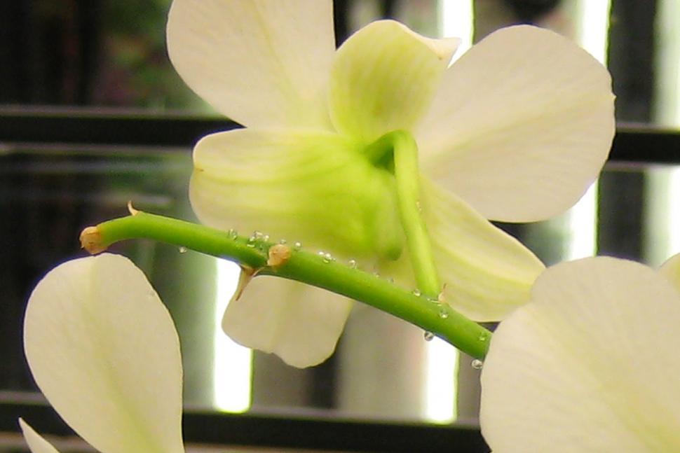 Free Image of Orchid Flowers 