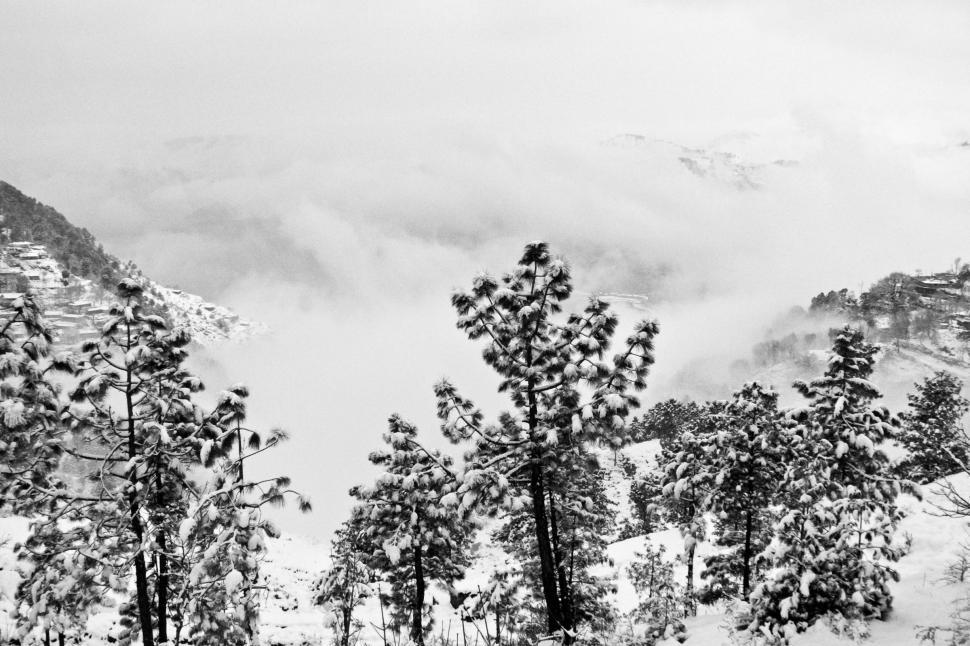 Free Image of Snow Covered Trees in Black and White 