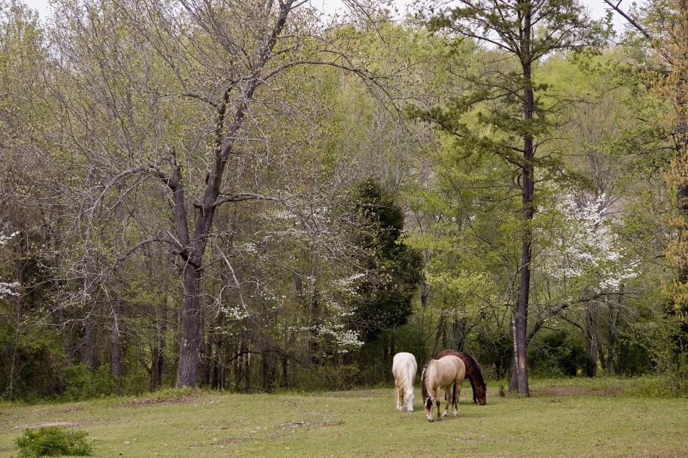 Free Image of Horses in Spring 