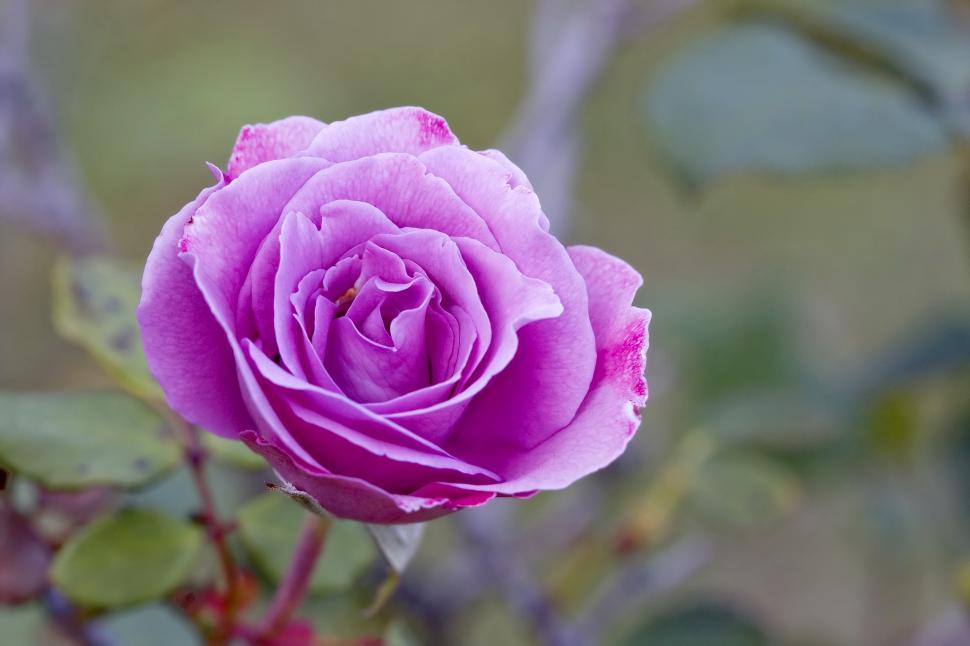 Free Image of Rose 