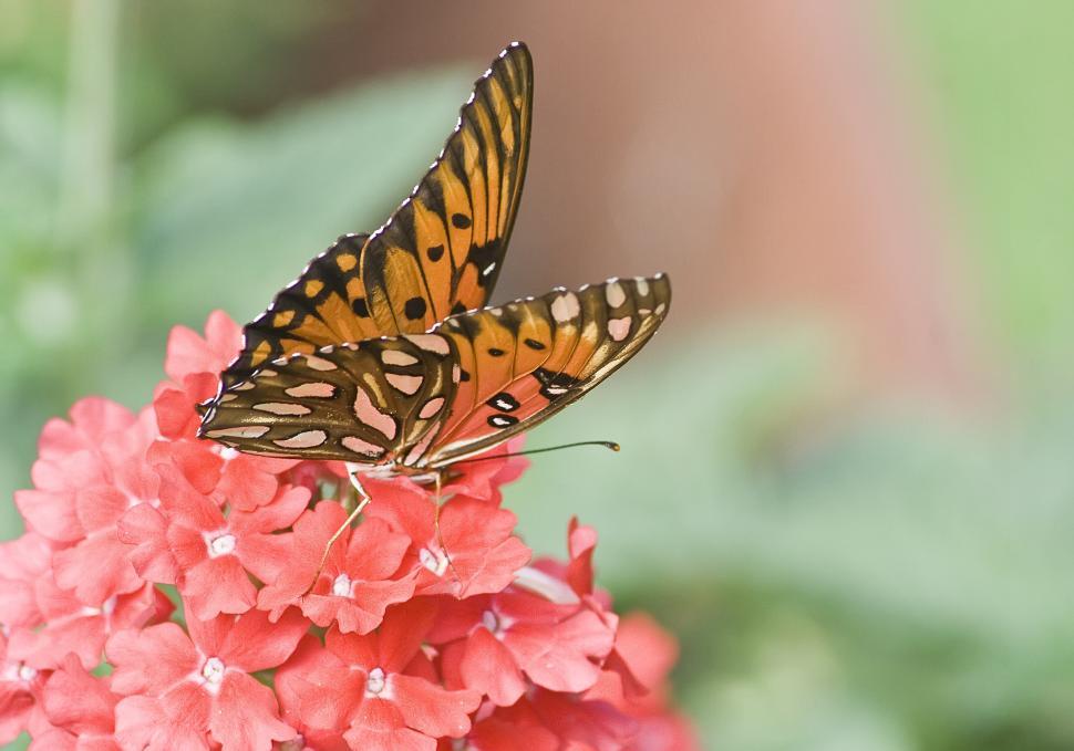 Free Image of Monarch 