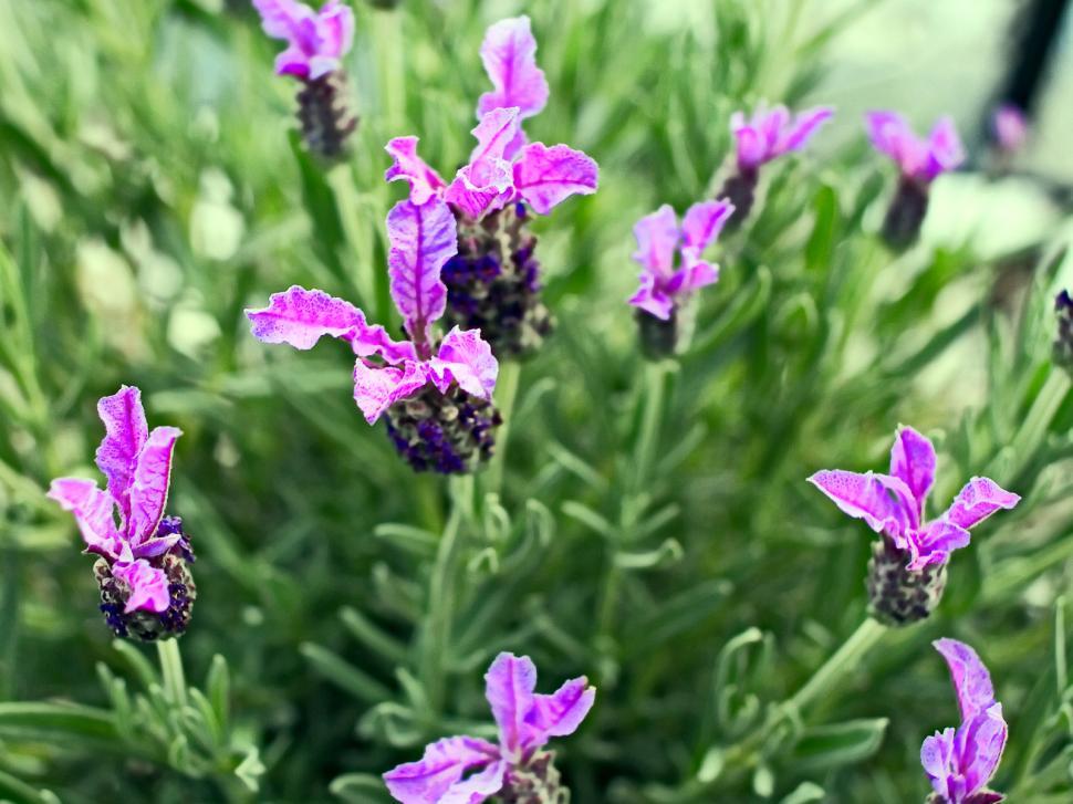 Free Image of Lavender flowers 