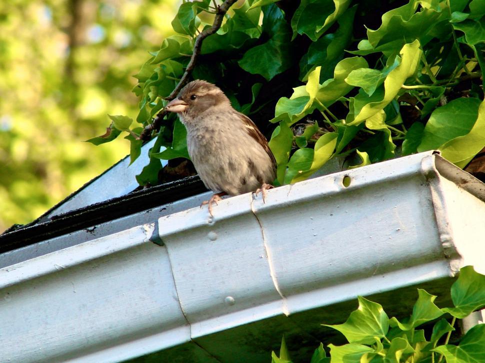 Free Image of Bird on Gutter 