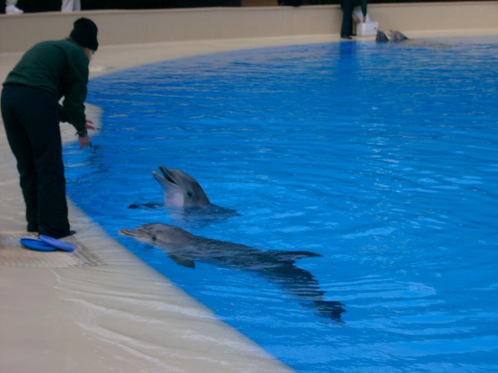 Free Image of Dolphins 