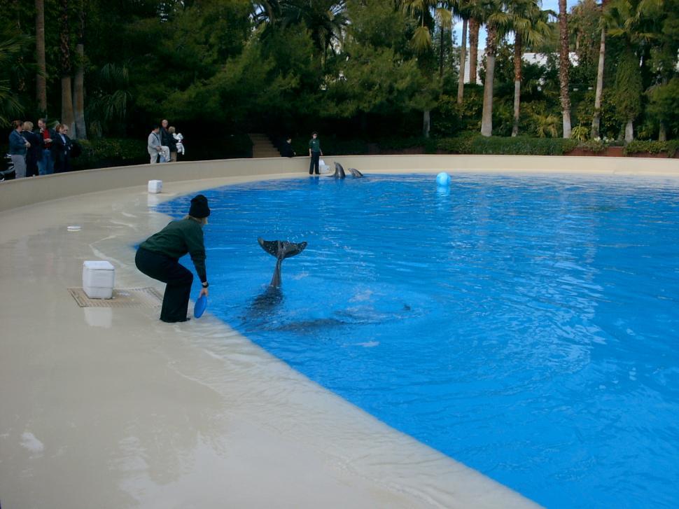Free Image of Dolphin 