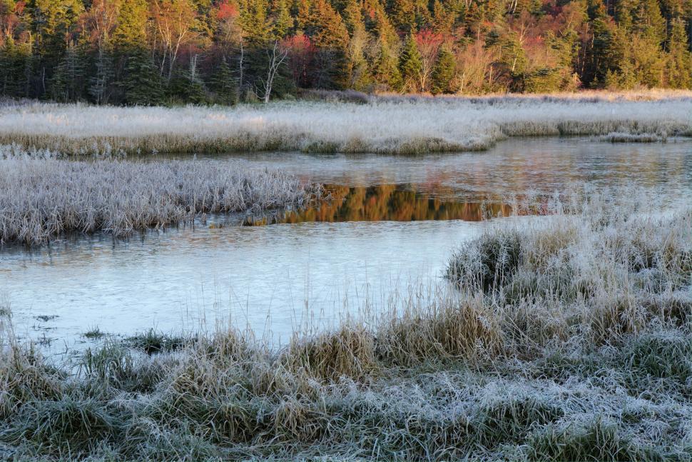 Free Image of Frosty moring at the lake 