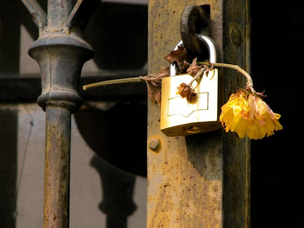 Free Image of Lockflower 